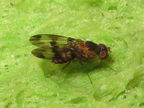 Drosophila turbata Opaeula 6283