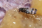 Drosophila villosipedis Awa 3782