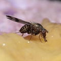 Drosophila villosipedis Awa 3791.jpg