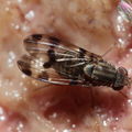 Drosophila villosipedis Nualolo 4043