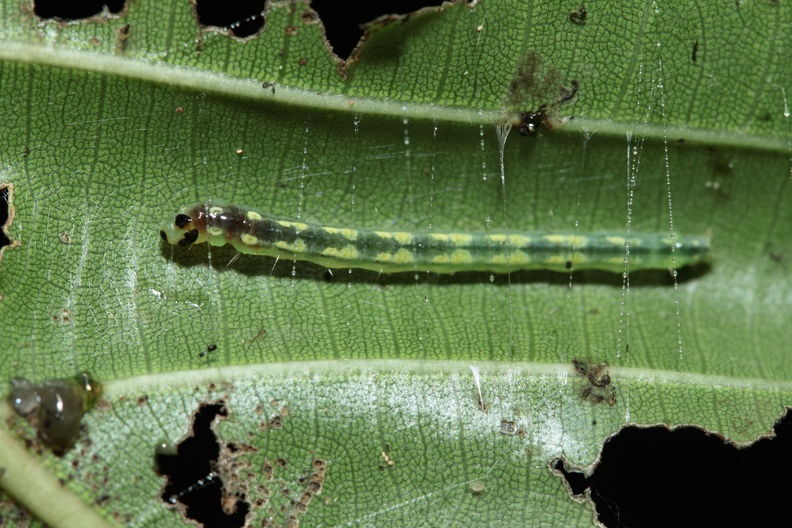 caterpillar Hapapa 4449