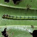 caterpillar Hapapa 4449