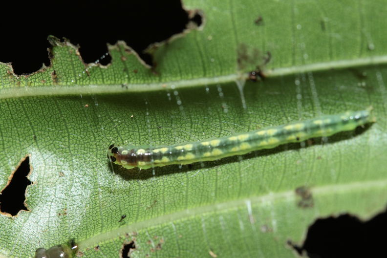 caterpillar Hapapa 4450