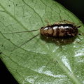 cockroach Hapapa 4444