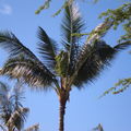 CRB coconut damage Hickam 5081