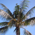 CRB coconut damage Hickam 5082
