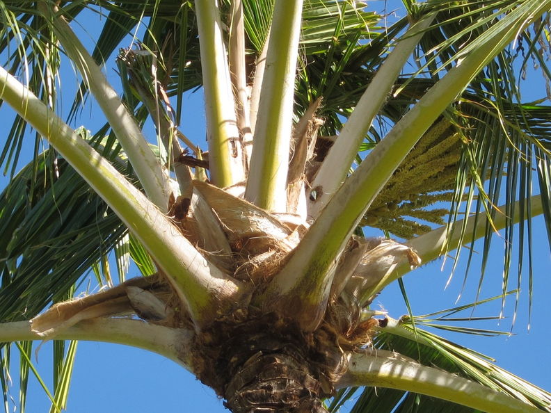 CRB coconut damage Hickam 5085