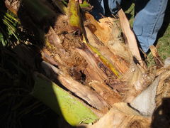 CRB coconut damage Hickam 5087