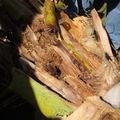 CRB coconut damage Hickam 5087.jpg