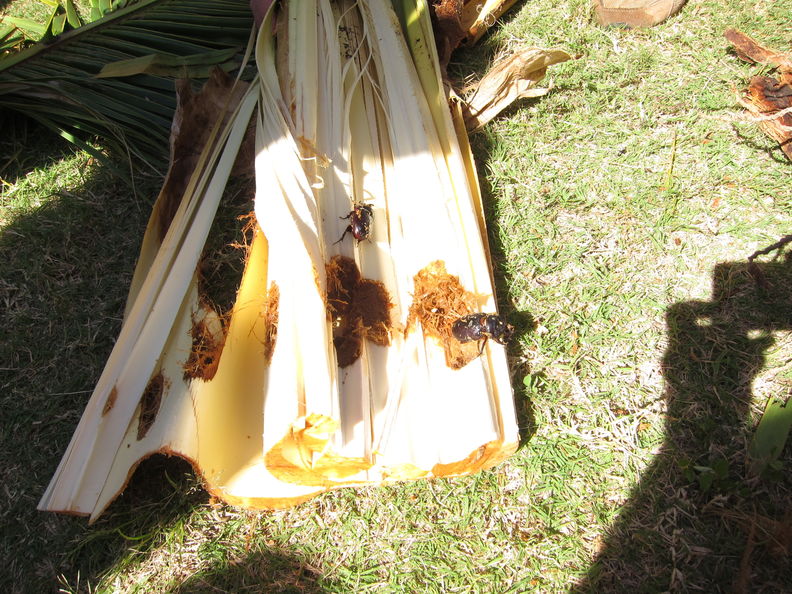 CRB coconut damage Hickam 5090