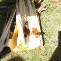 CRB coconut damage Hickam 5090