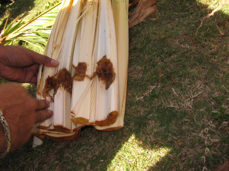 coconut rhinoceros beetle impact in hawaii