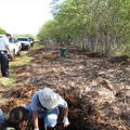 CRB mulch pile Hickam 5080.jpg
