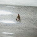 Drosophila ambochila Kaluaa 7262