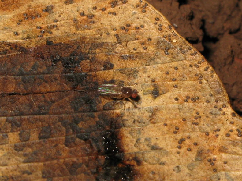 Drosophila flavibasis Kahoaloha 1047.jpg