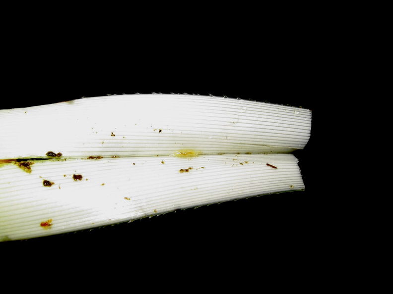 Drosophila Freycinetia larva Manoa Cliff 7322.jpg