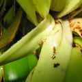 Drosophila Freycinetia larva Manoa Cliff 7351