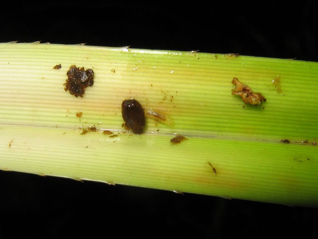 Drosophila Freycinetia larva Nuuanu 7203