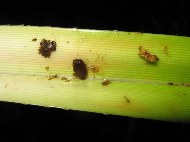Drosophila Freycinetia larva Nuuanu 7203.jpg