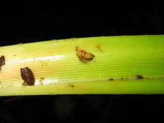 Drosophila Freycinetia larva Nuuanu 7204