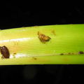 Drosophila Freycinetia larva Nuuanu 7204