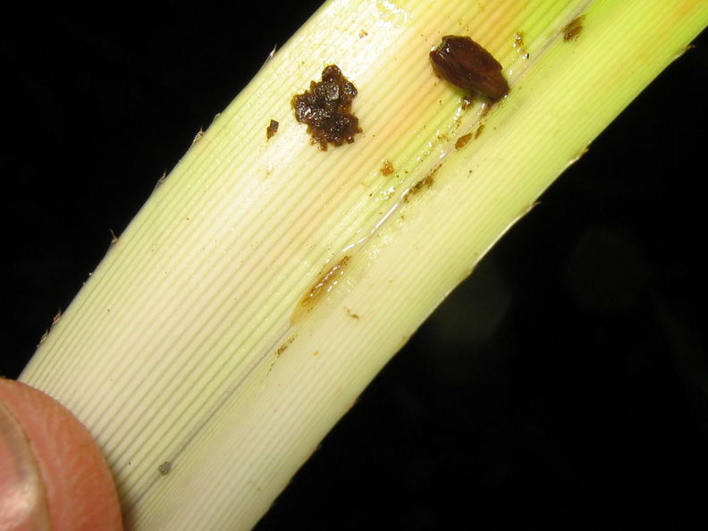 Drosophila Freycinetia larva Nuuanu 7206.jpg