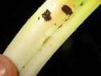 Drosophila Freycinetia larva Nuuanu 7206