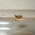 Drosophila moli Nuuanu 7245