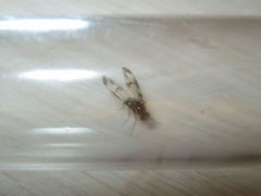 Drosophila moli Nuuanu 7250