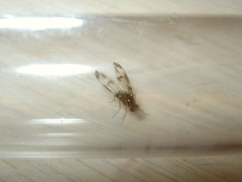 Drosophila moli Nuuanu 7250a.jpg