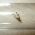 Drosophila moli Nuuanu 7250a