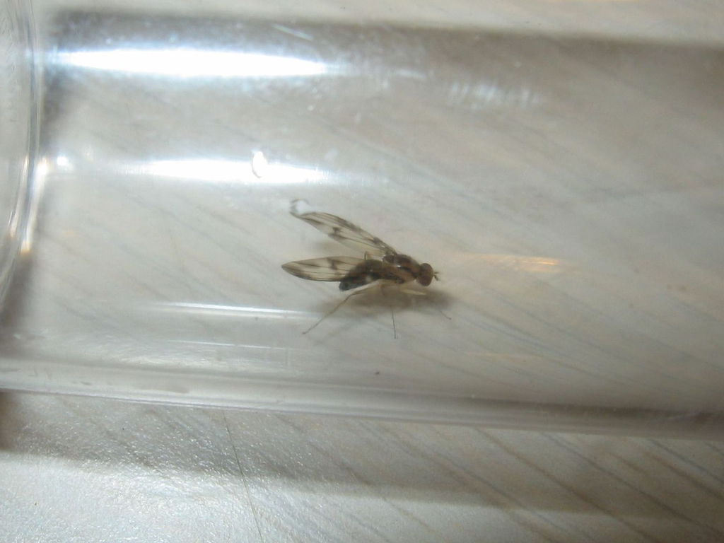 Drosophila moli Nuuanu 7255