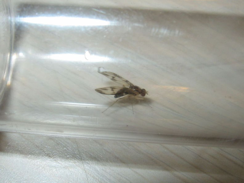 Drosophila moli Nuuanu 7255.jpg