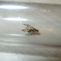 Drosophila moli Nuuanu 7255.jpg