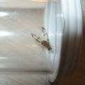 Drosophila moli Nuuanu 7256.jpg