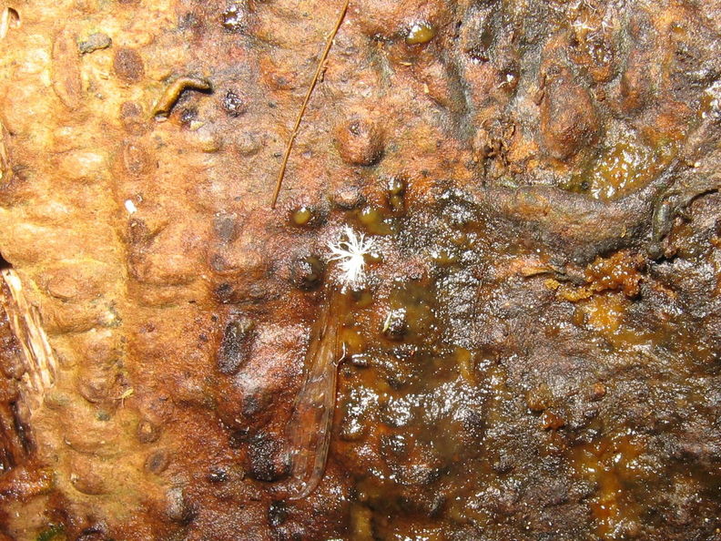Drosophila moli Nuuanu eggs 7230.jpg