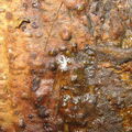 Drosophila moli Nuuanu eggs 7230
