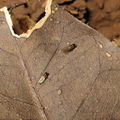 Drosophila nanella Kahoaloha 1049.jpg