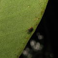 Drosophila paucitarsus Heed Trail 1822