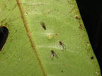 Drosophila paucitarsus Heed Trail 1824