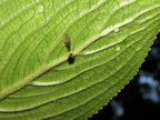 Drosophila petalopeza Paliku 1941