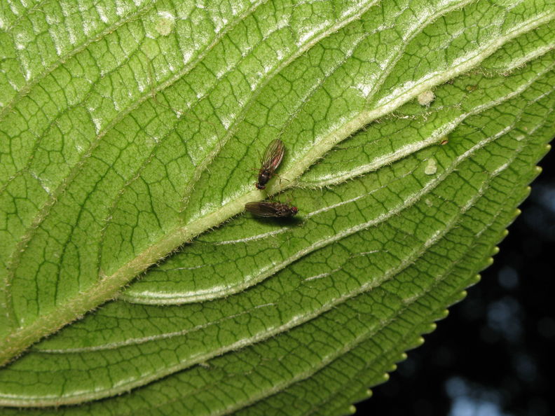 Drosophila petalopeza Paliku 1942.jpg
