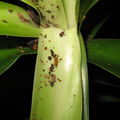 Drosophila Pleomele breeder pupa Awa 0848.jpg