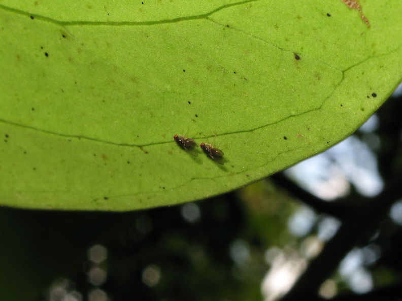 Drosophila poonia Mahanaloa 0677