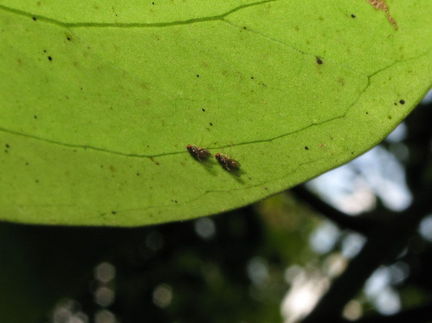 Drosophila poonia Mahanaloa 0677