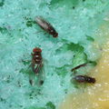 Drosophila suzukii Lau 0507