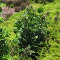 Erythrina variegata galled Waikoloa 2643