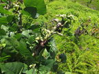Erythrina variegata galled Waikoloa 2644
