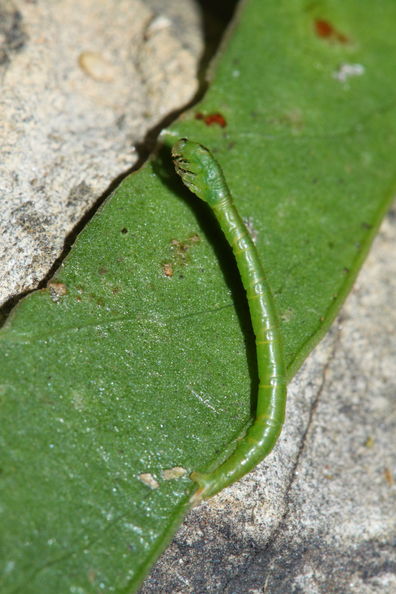 Eupithecia Palikea 1974.jpg
