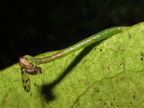 Eupithecia sp Kaluaa 6126